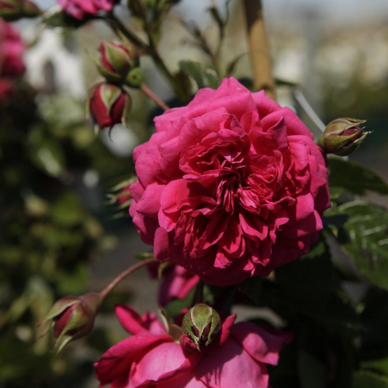 Rosa 'Laguna' plant