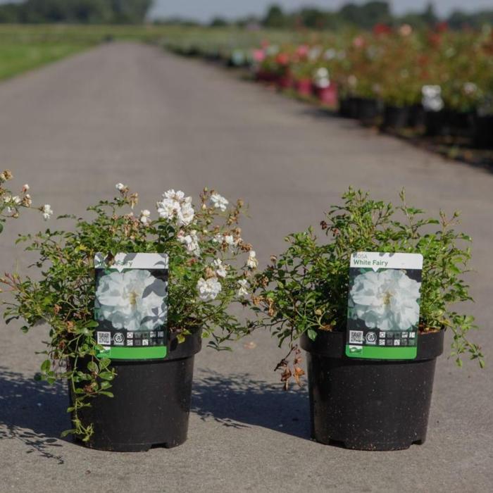 Rosa (M) 'White Fairy' plant