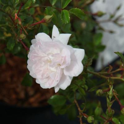 rosa-m-white-fairy