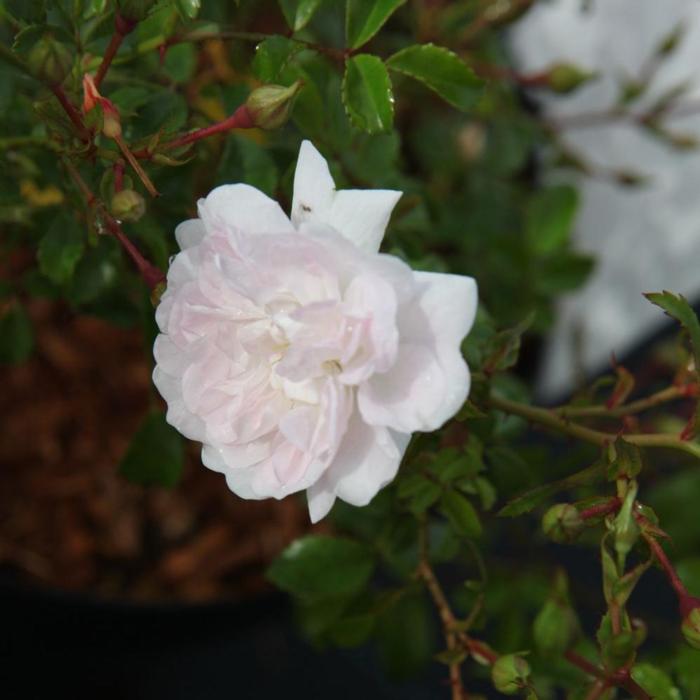 Rosa (M) 'White Fairy' plant