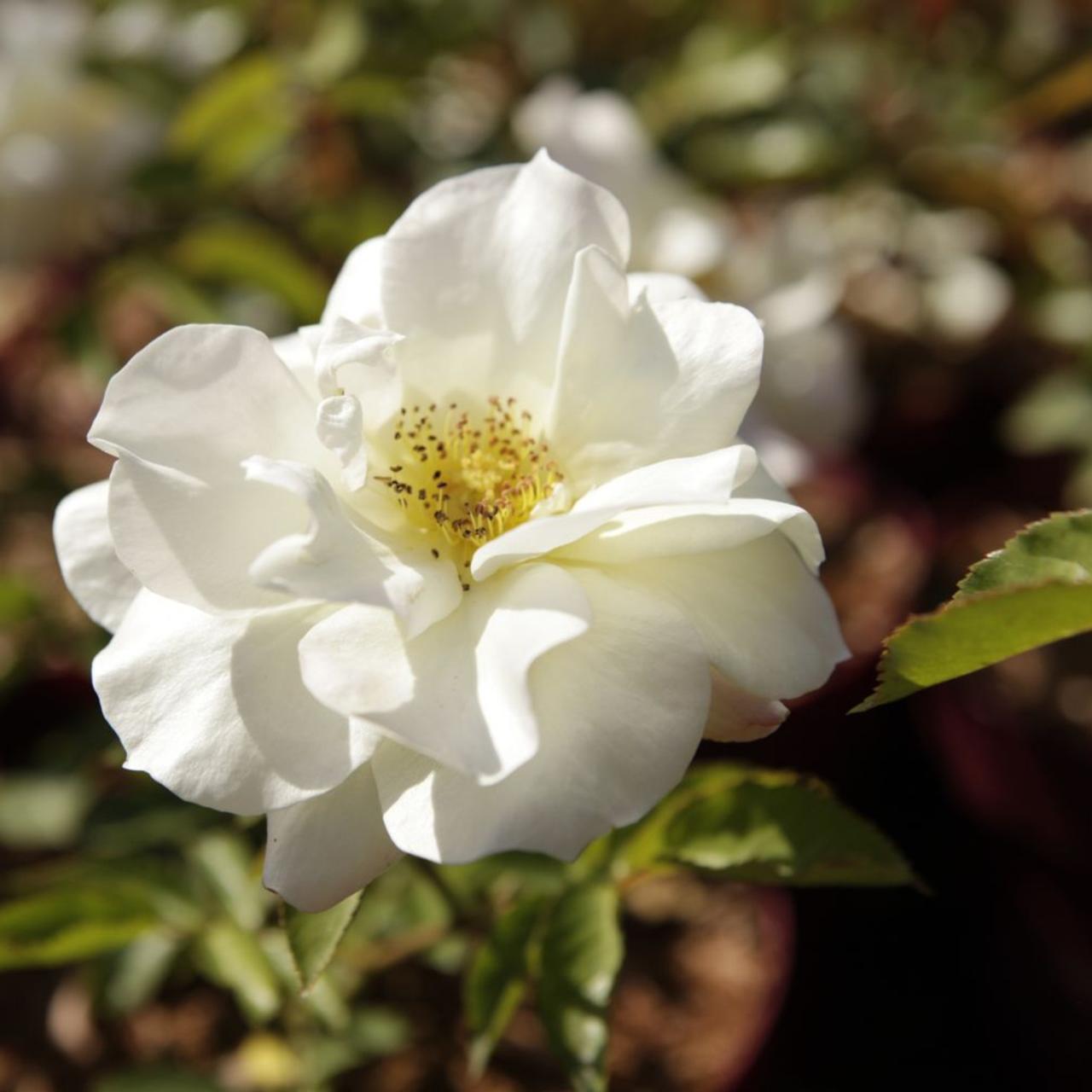 Rosa 'Macy's Pride' Easy Elegance plant