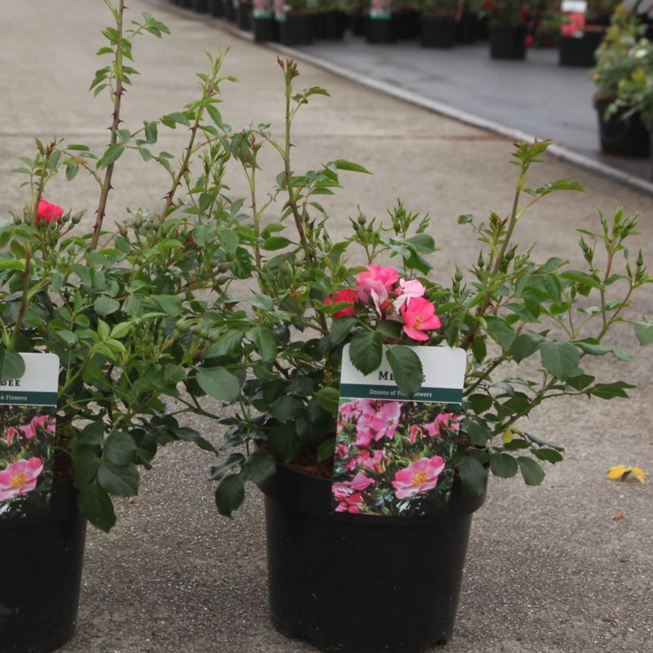 Rosa 'Mel Bee' plant