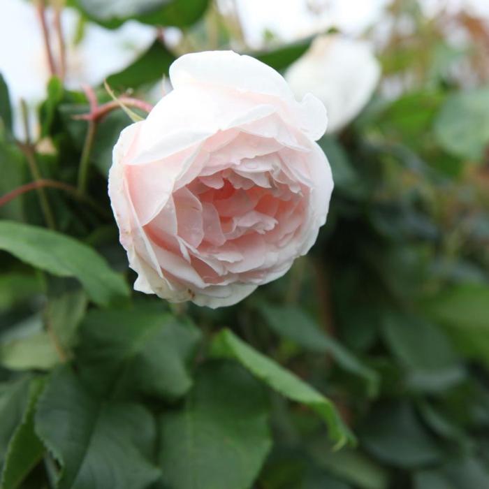 Rosa 'Mme Alfred Carriere' plant