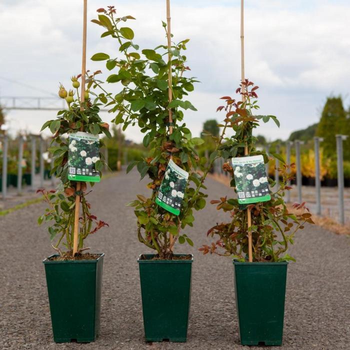 Rosa 'Mon Jardin & Ma Maison' plant