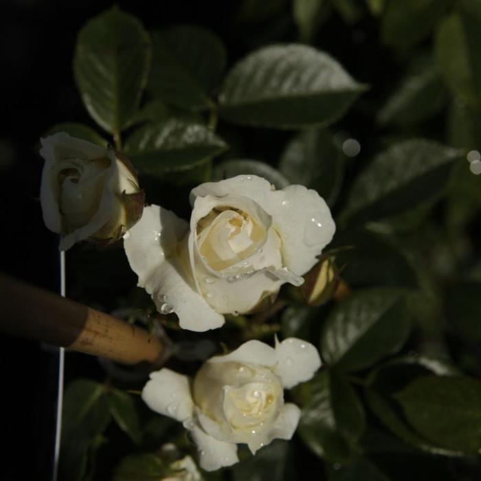 Rosa 'Mon Jardin & Ma Maison' plant