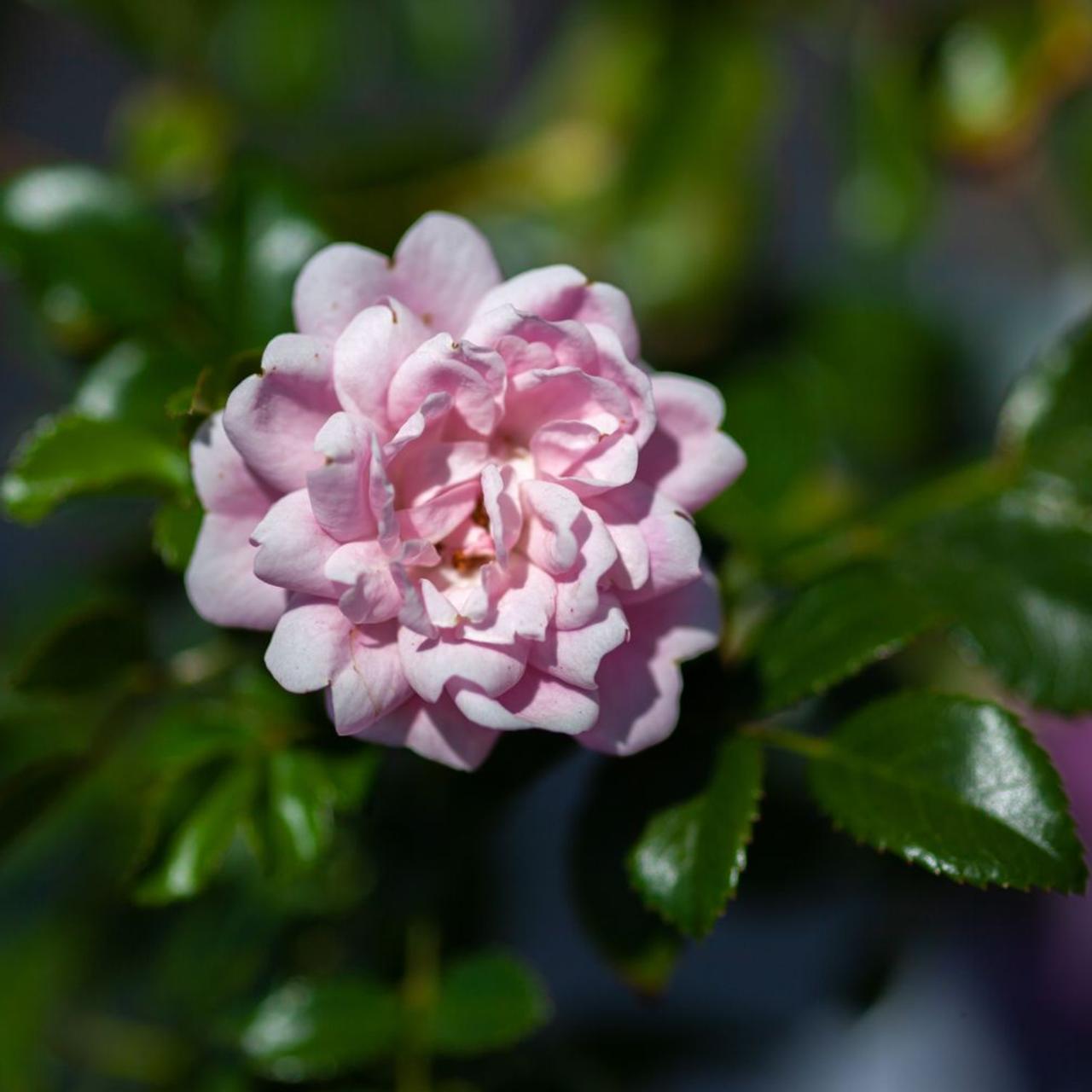 Rosa (P) 'The Fairy' plant