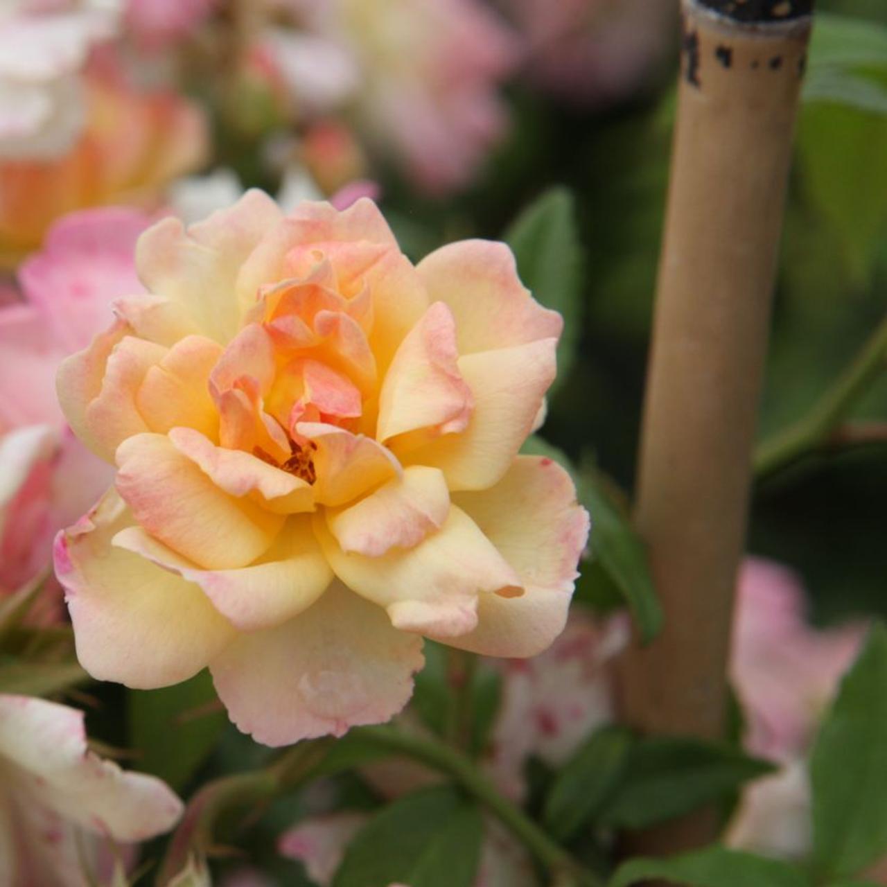 Rosa 'Phyllis Bide' plant