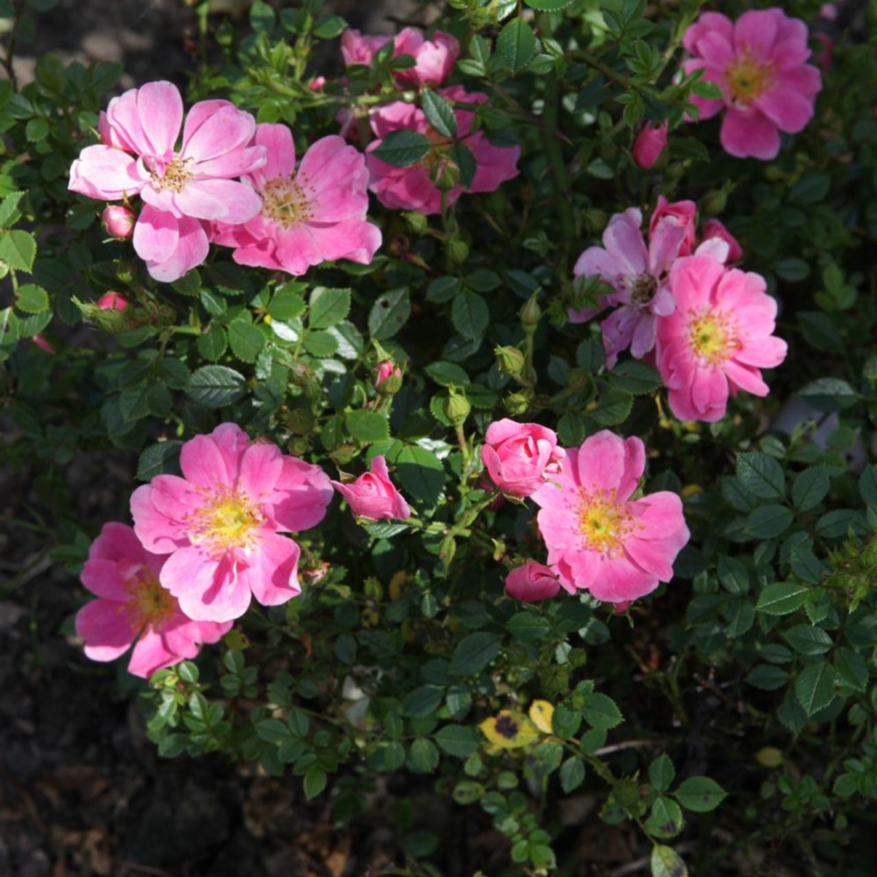 Rosa PINK PINS plant