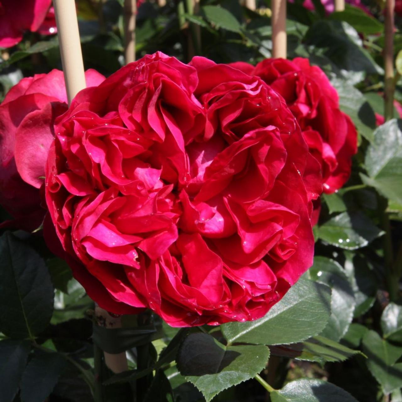 Rosa RED EDEN ROSE plant