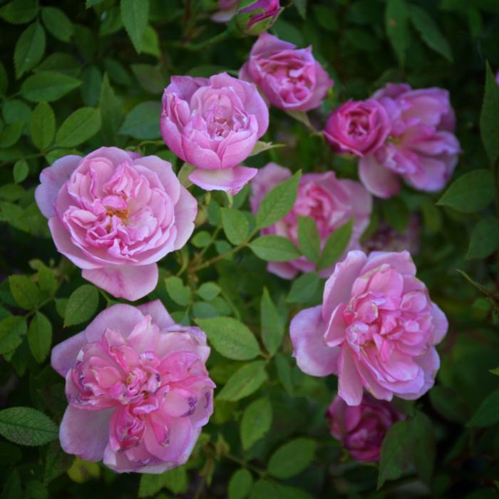 Rosa 'Rouletii' plant