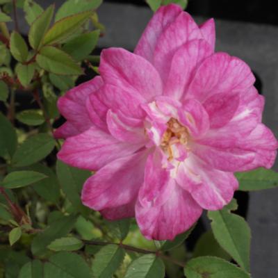 rosa-rouletii