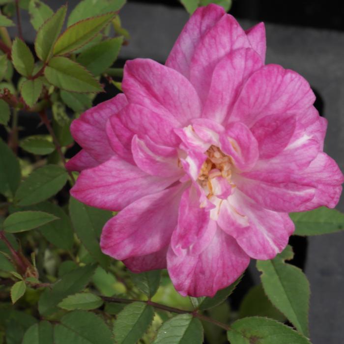 Rosa 'Rouletii' plant