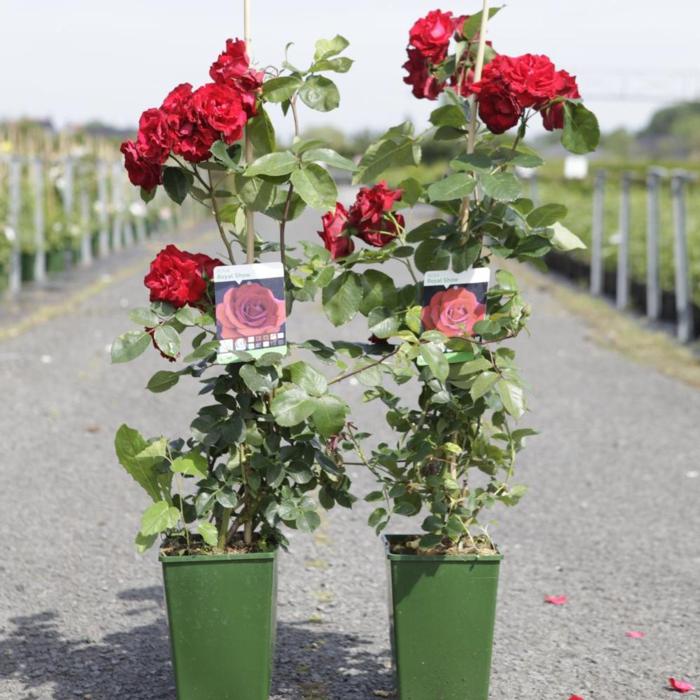 Rosa 'Royal Show' plant