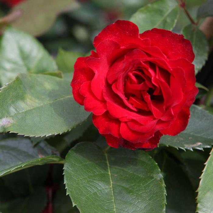 Rosa 'Royal Show' plant