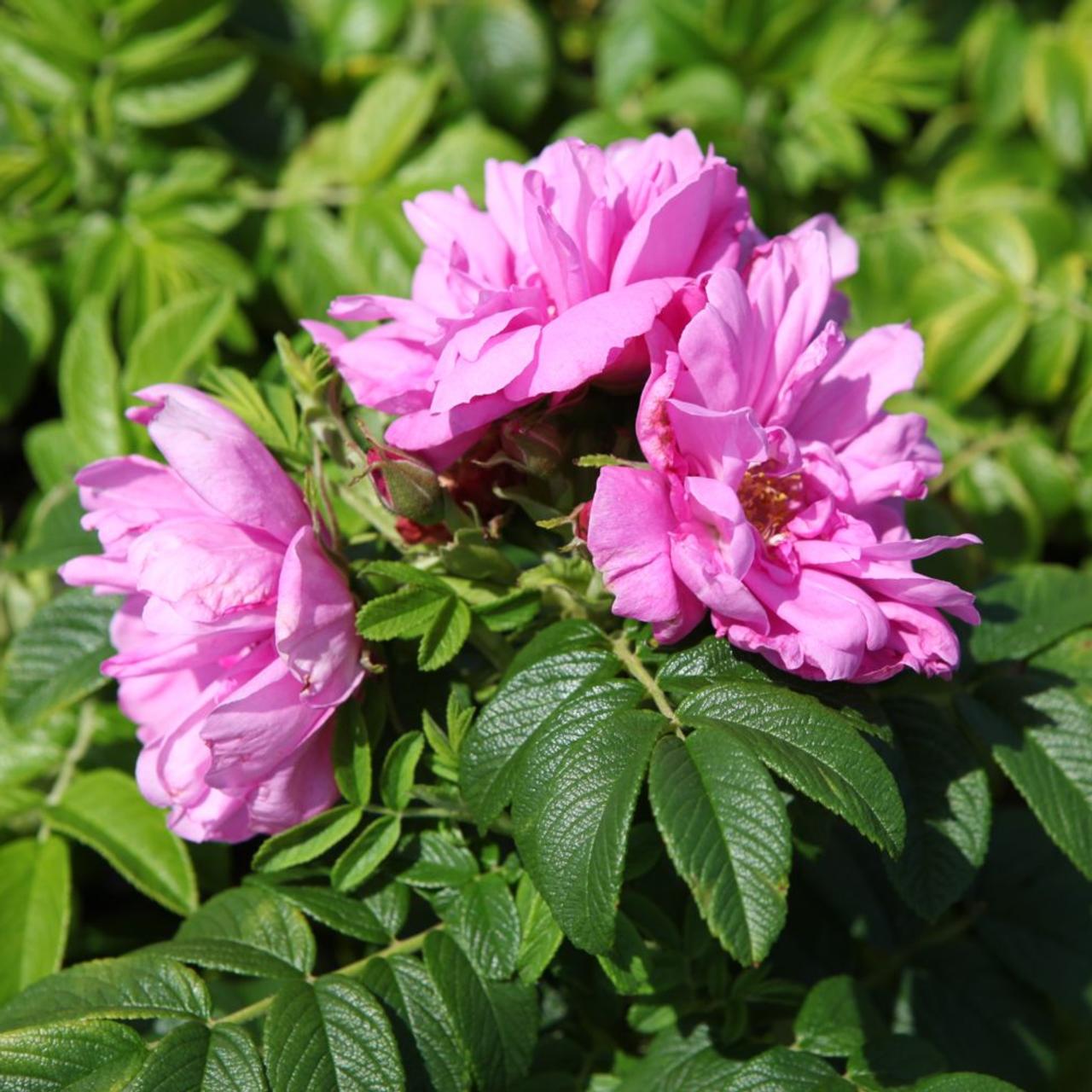 Rosa rugosa 'Admiration' plant