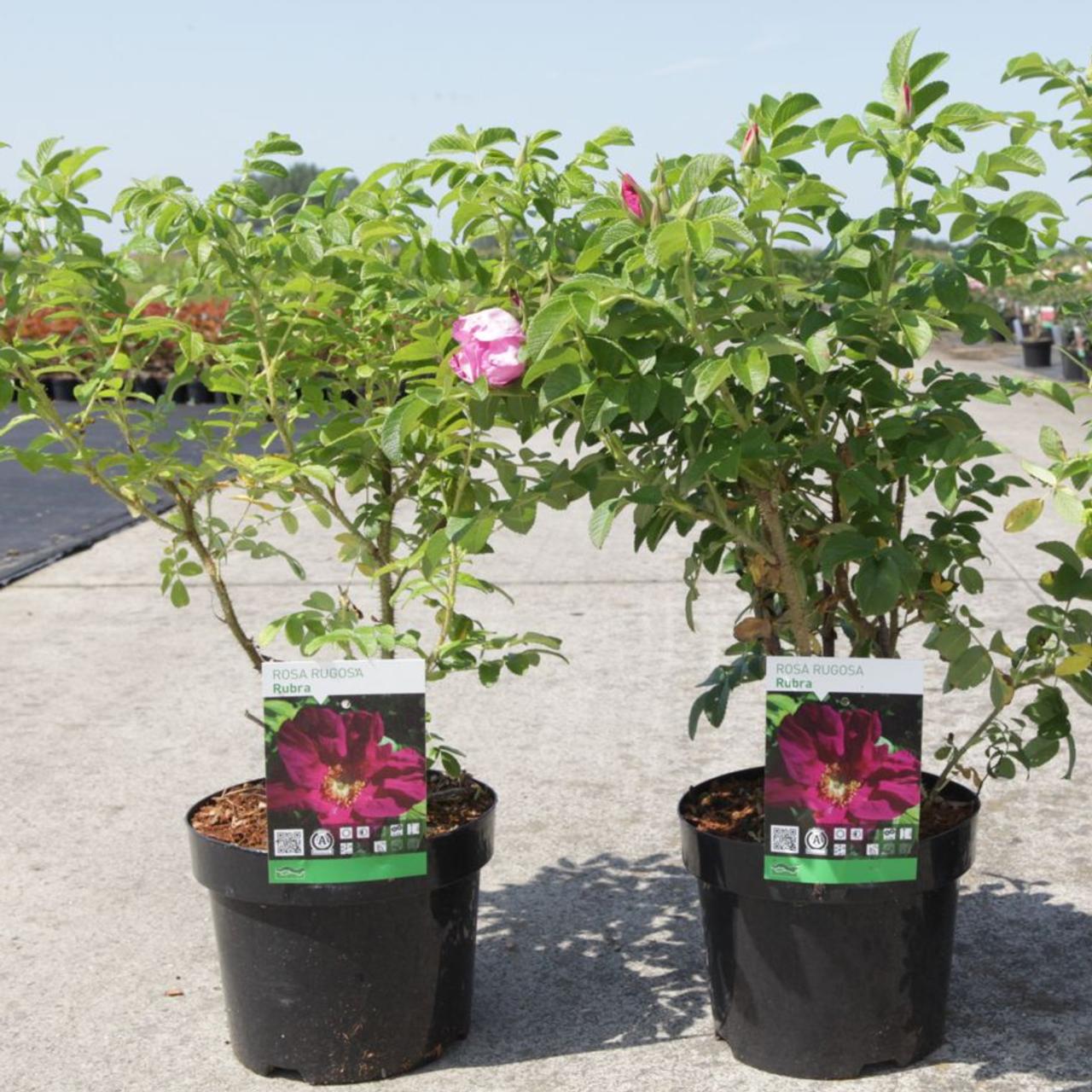 Rosa rugosa 'Rubra' plant
