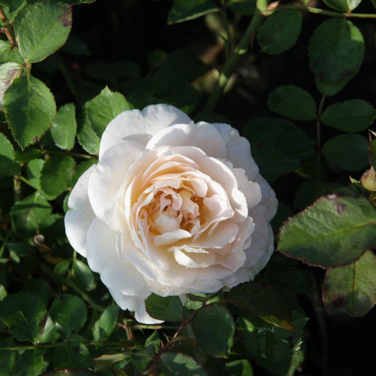 Rosa 'Snowdrift' Easy Elegance plant