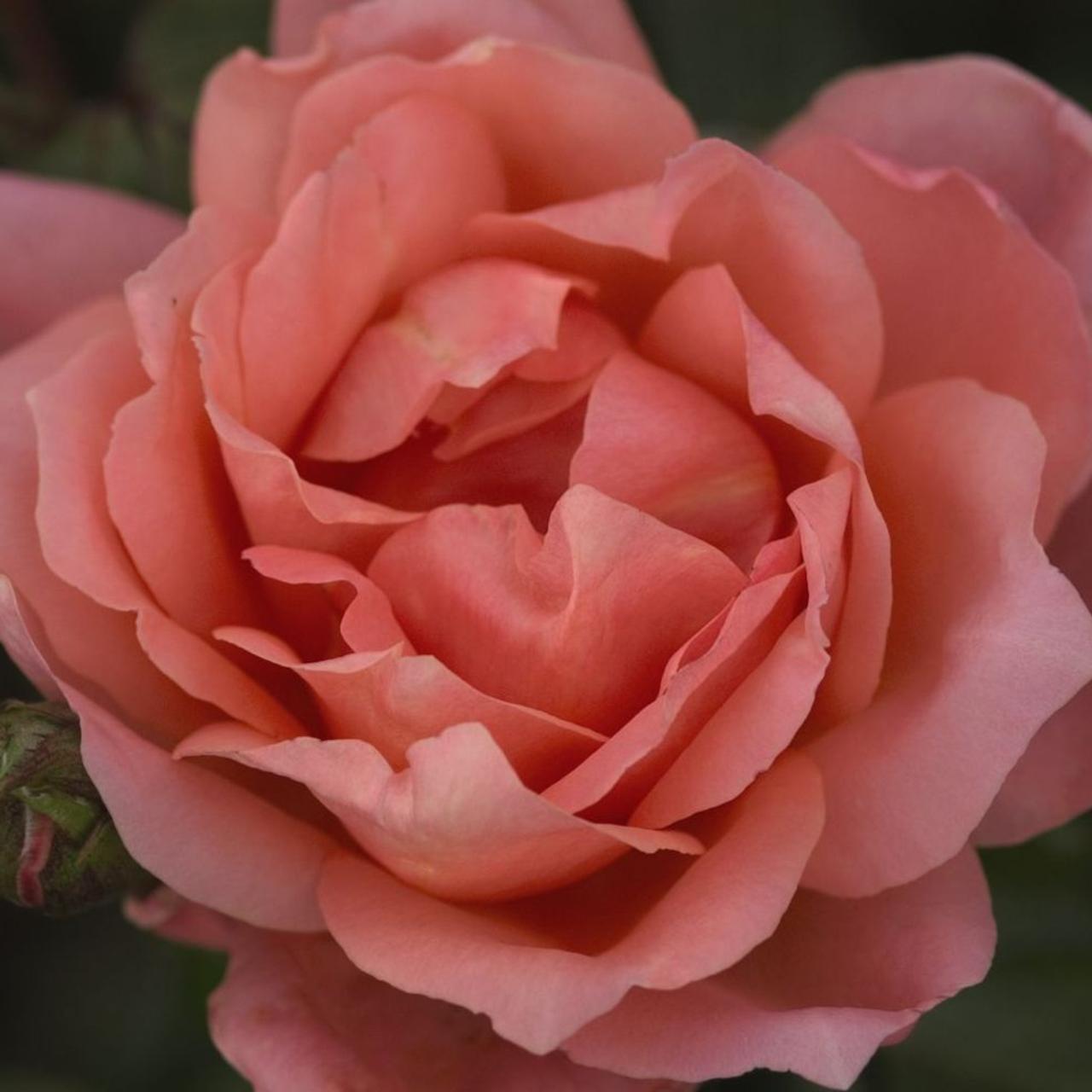 Rosa 'Sweet Fragrance' Easy Elegance plant