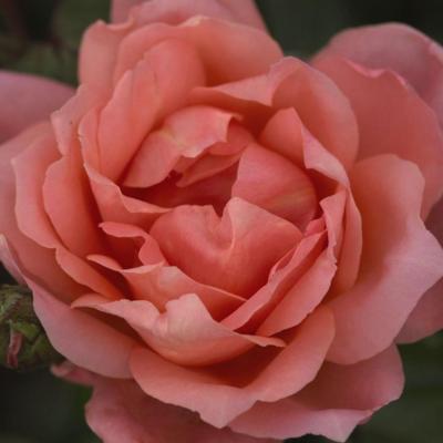 rosa-sweet-fragrance-easy-elegance