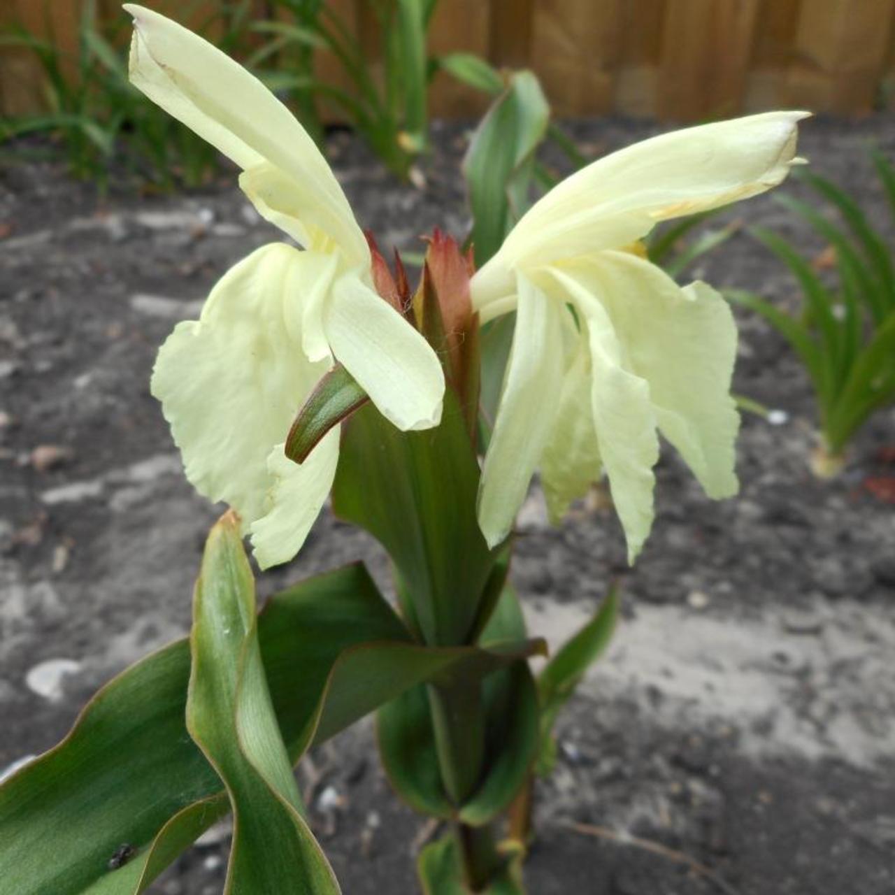 Roscoea beesiana plant