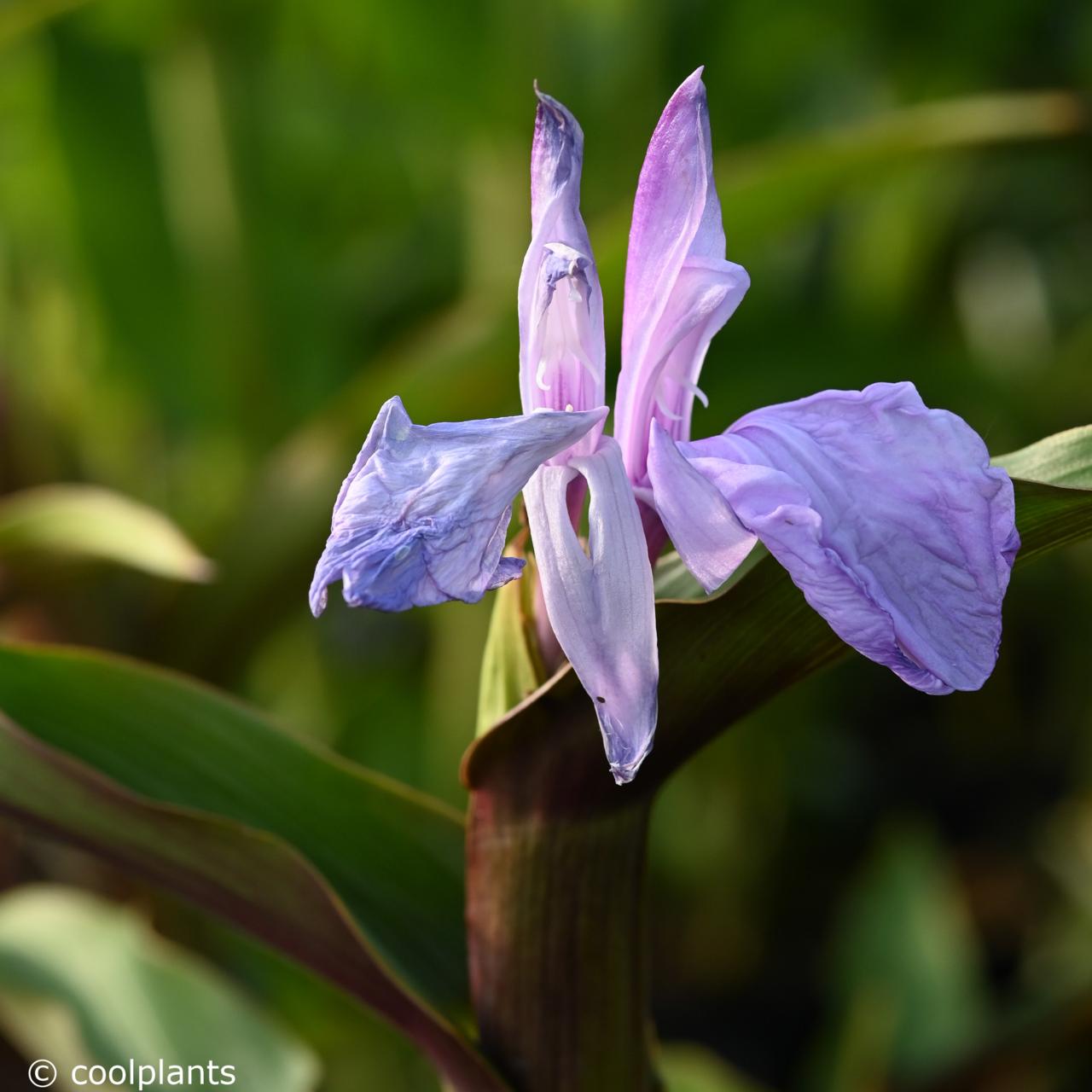 Roscoea purpurea 'Brown Peacock' plant