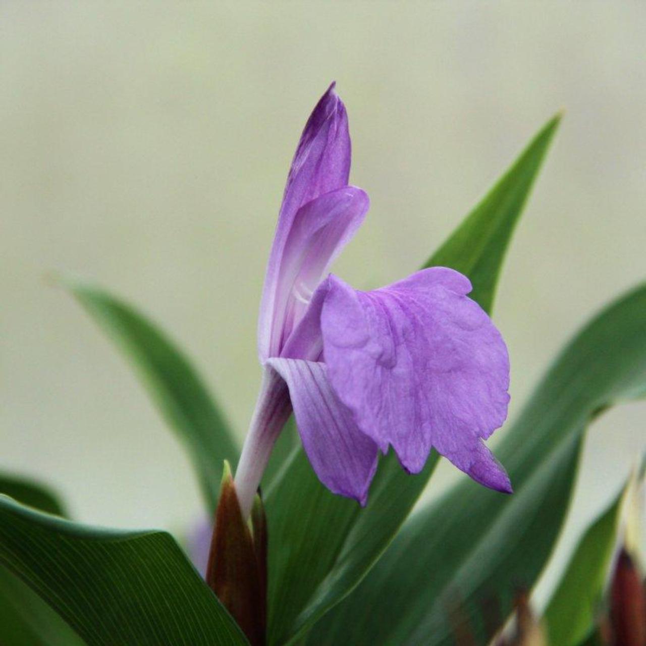 Roscoea purpurea 'Cinnamon Stick' plant