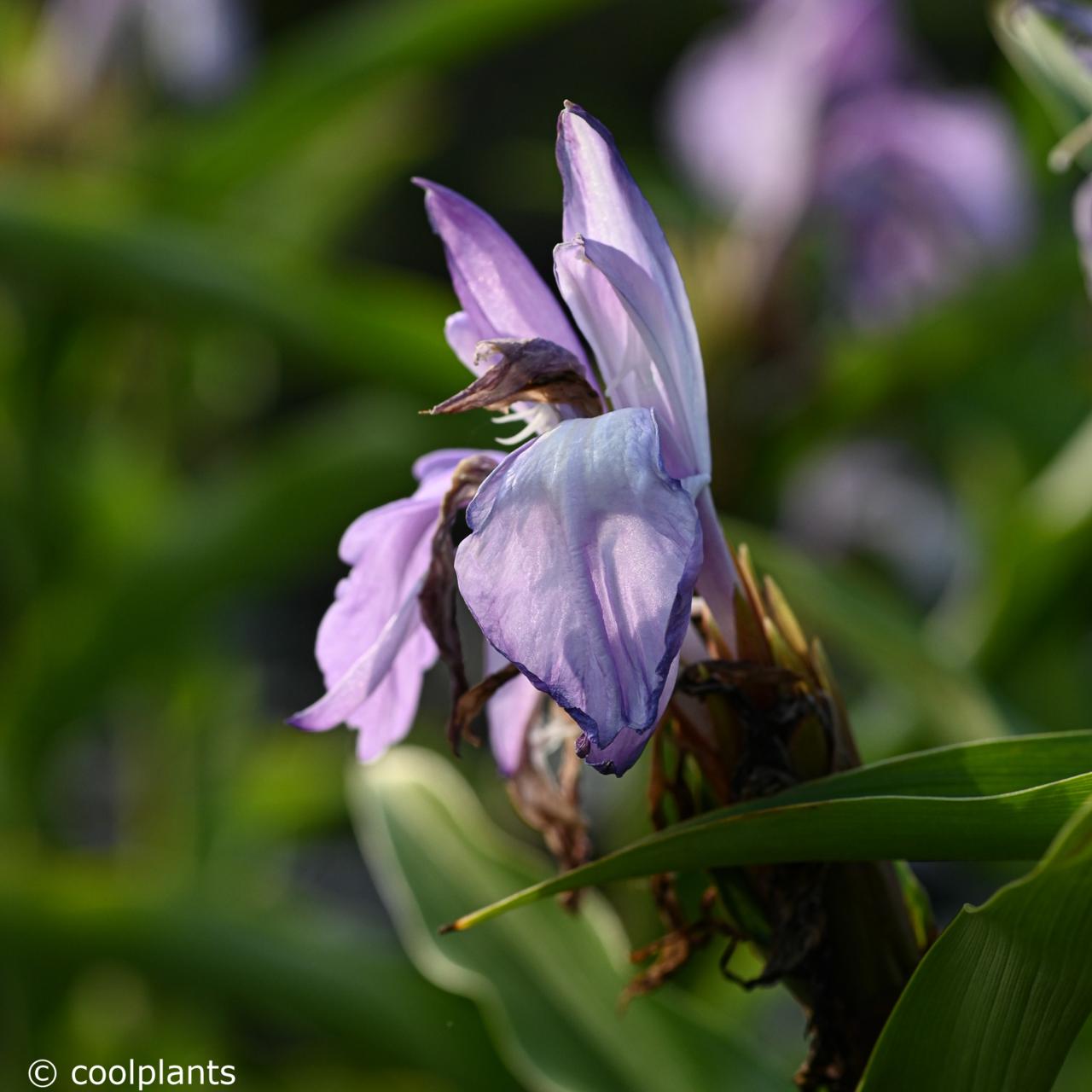 Roscoea purpurea 'Salt and Peppar' plant