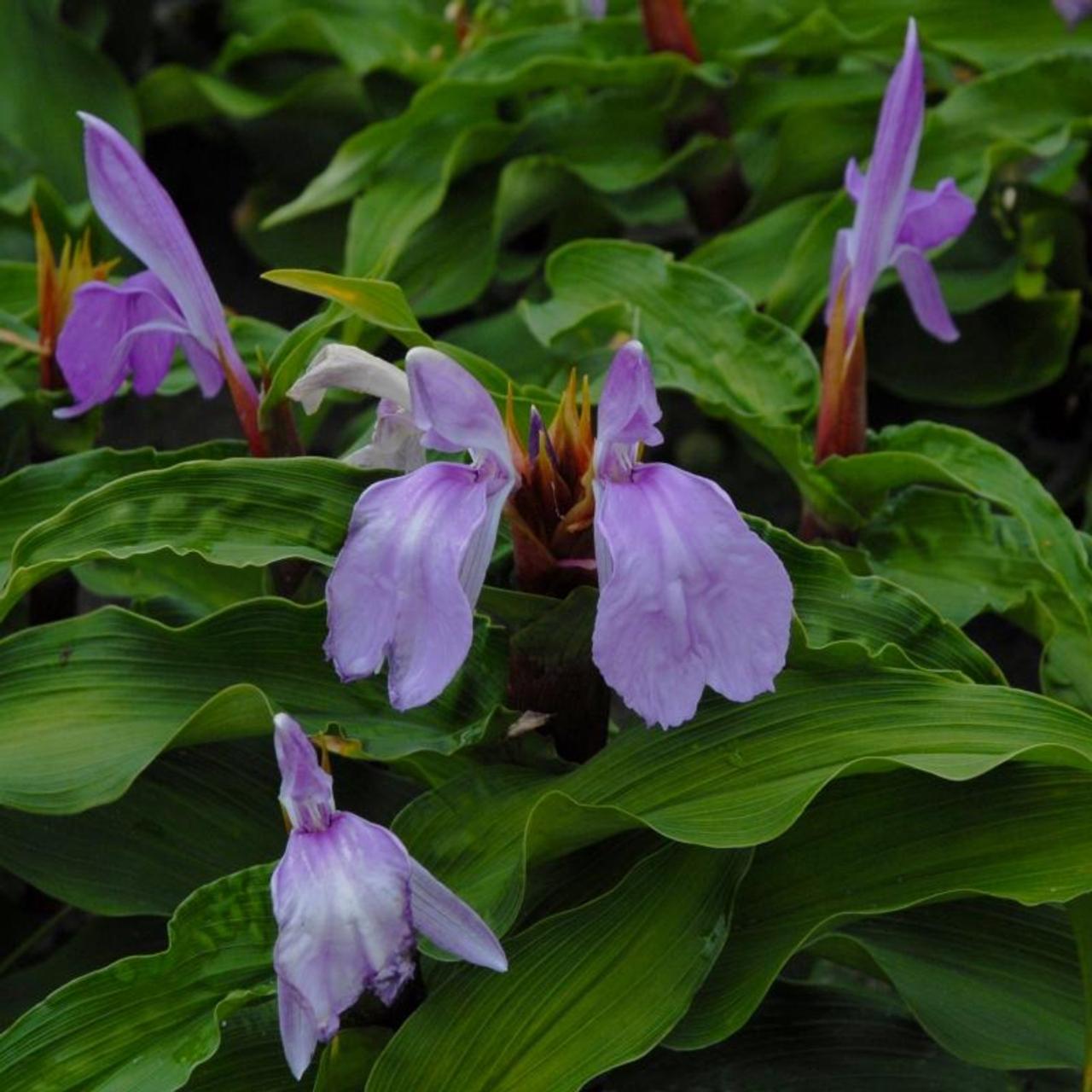 Roscoea purpurea plant