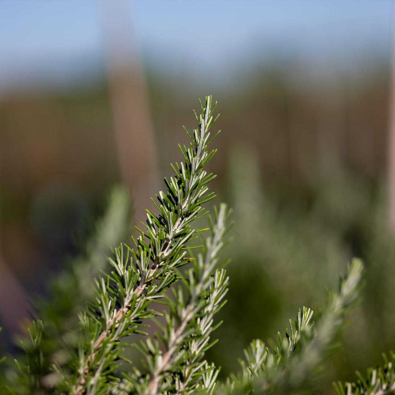 Rosmarinus officinalis 'Prostratus' plant