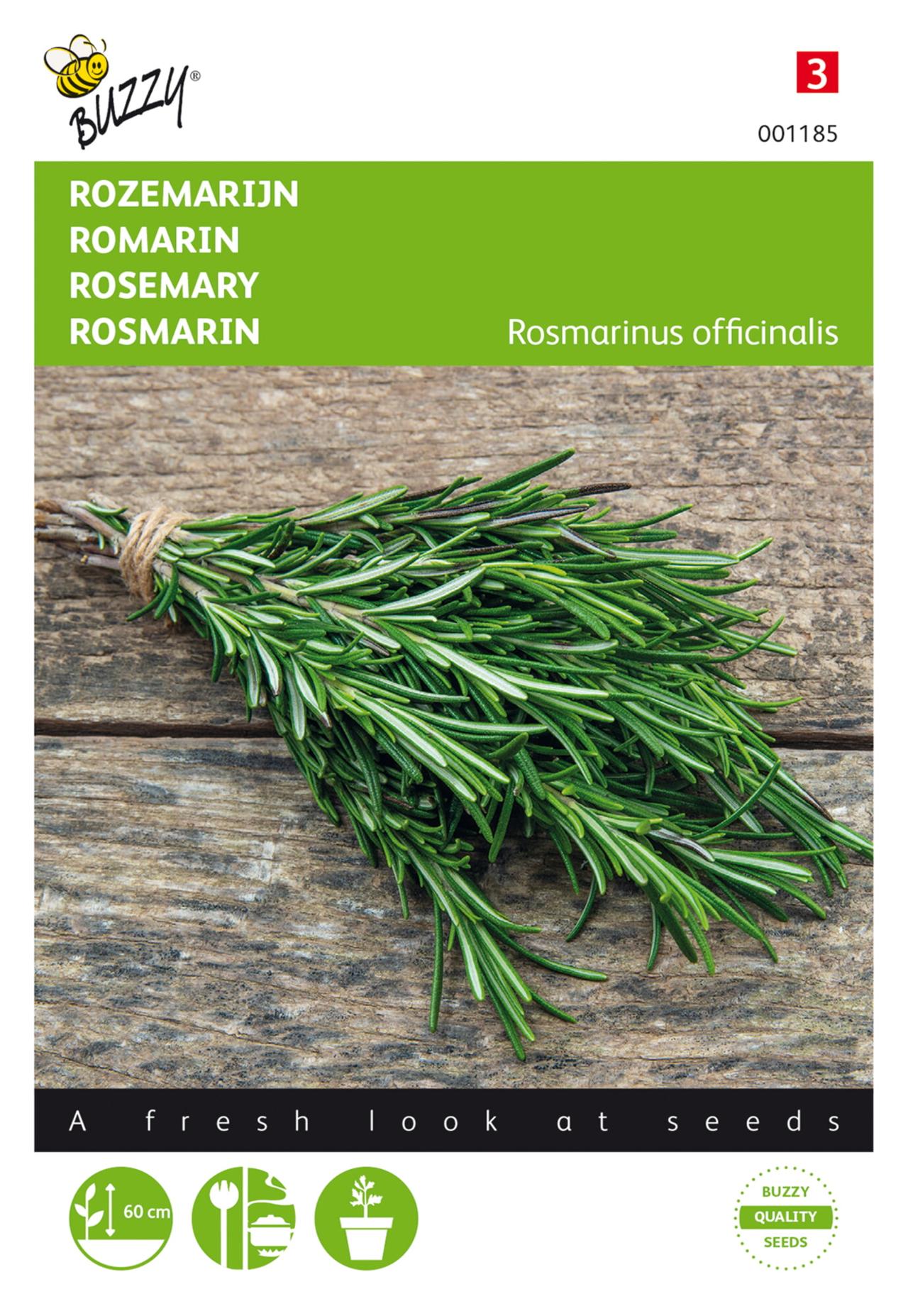 Rosmarinus officinalis plant