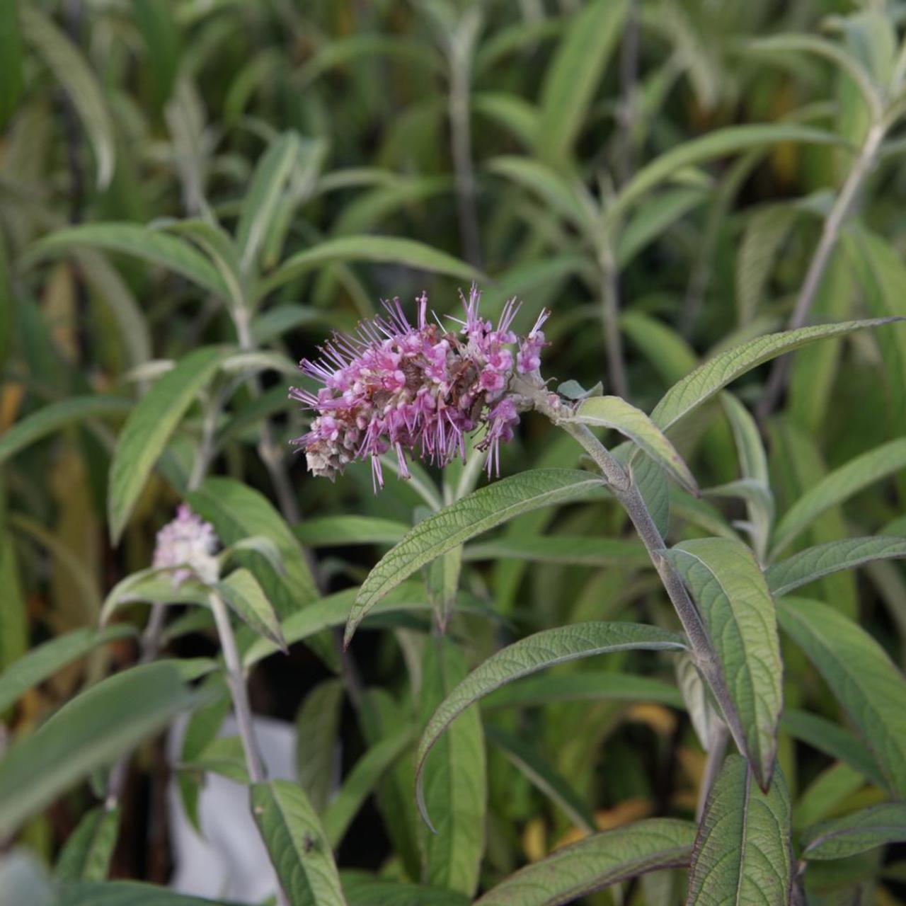 Rostrinucula dependens 'Happy Cascade'  plant