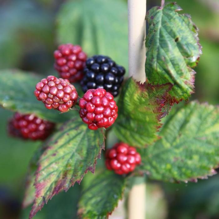 Rubus 'Black Satin' plant