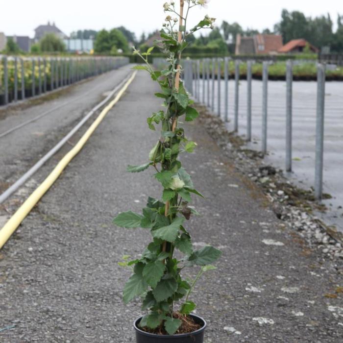 Rubus 'Black Satin' plant