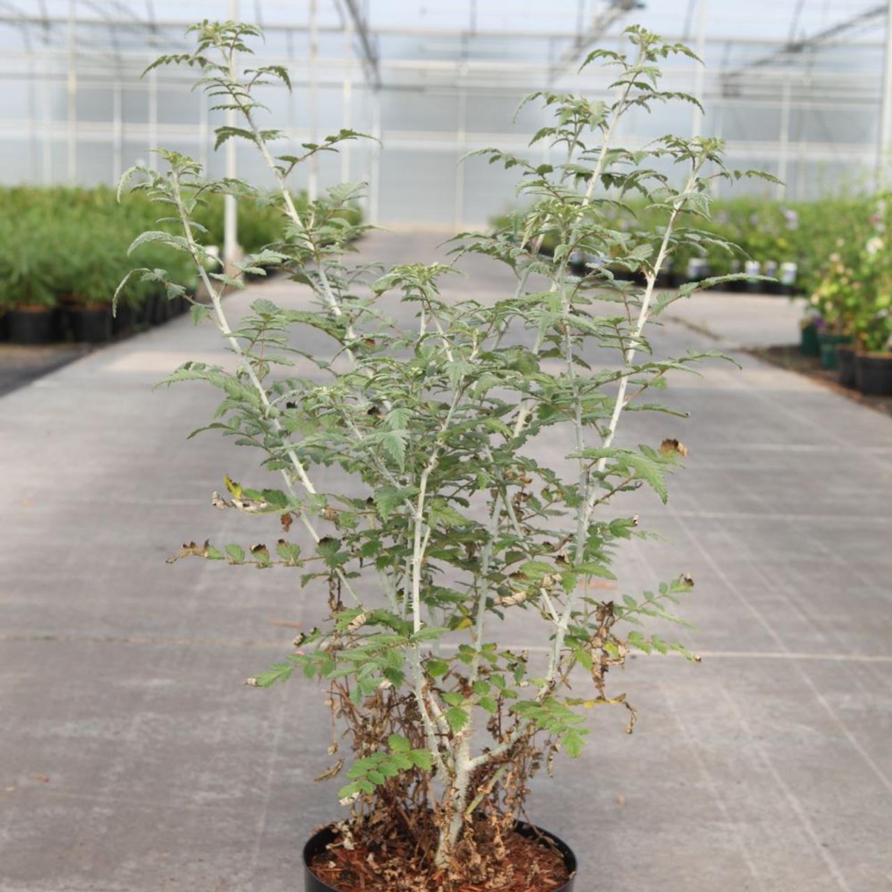 Rubus thibetanus 'Silver Fern' plant