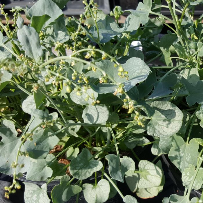 Rumex scutatus 'Silver Shield' plant