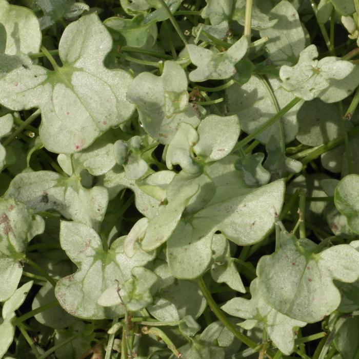 Rumex scutatus 'Silver Shield' plant