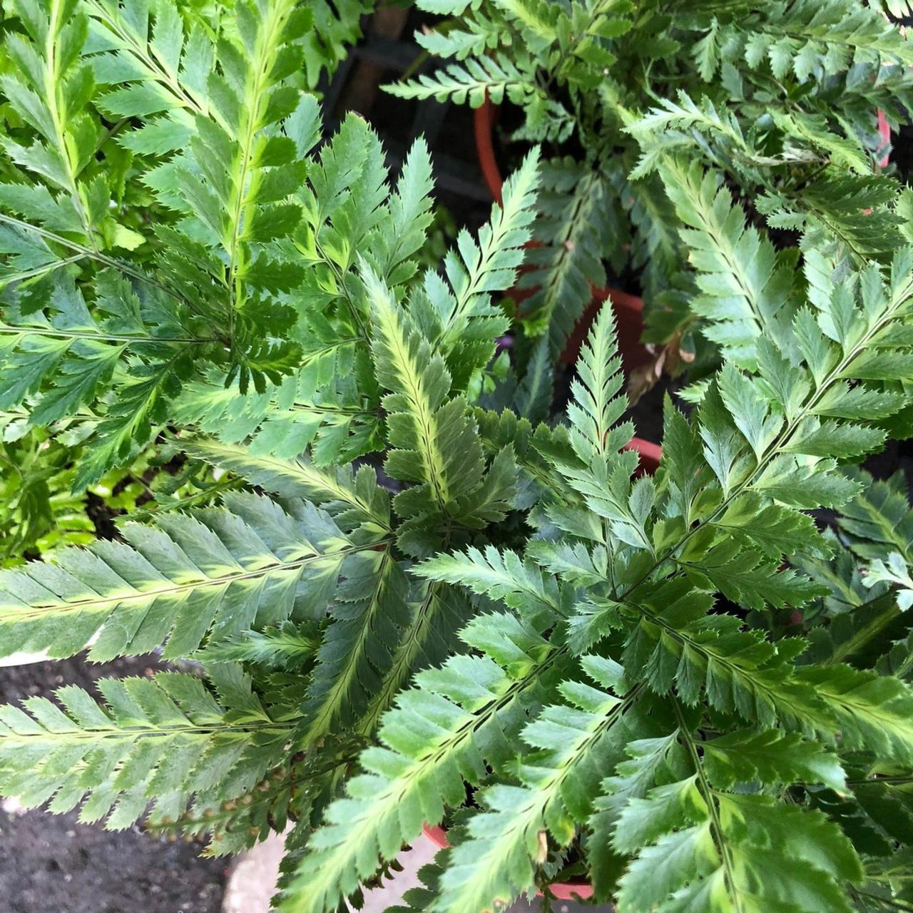Rumohra variegata plant