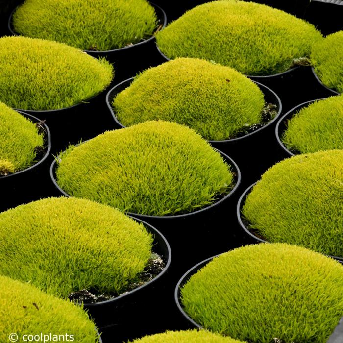 Sagina subulata 'Aurea' plant