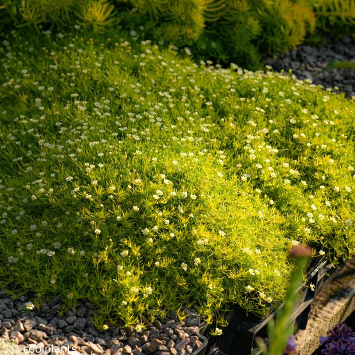 Sagina subulata 'Aurea' plant