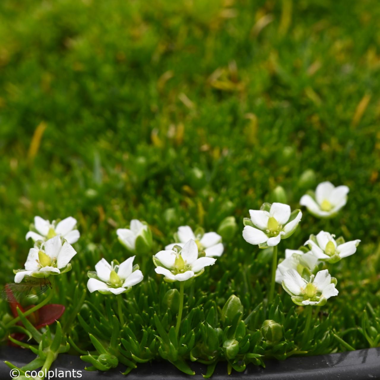 Sagina subulata plant