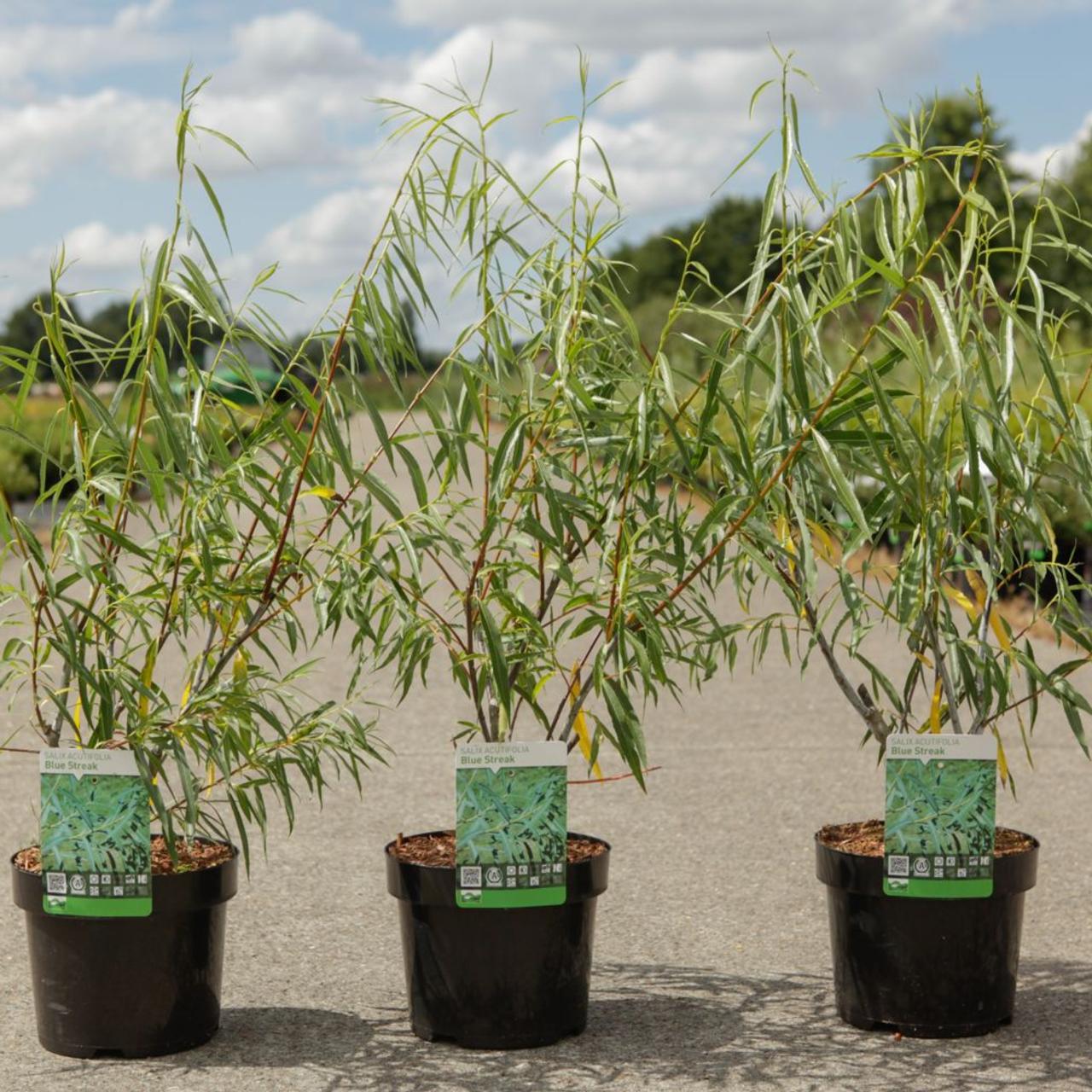 Salix acutifolia 'Blue Streak' plant