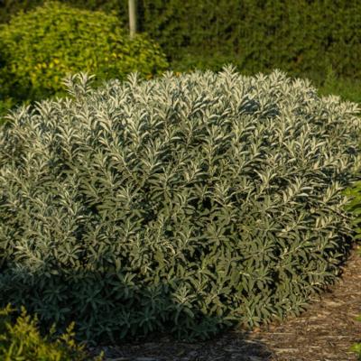 salix-candida-iceberg-alley