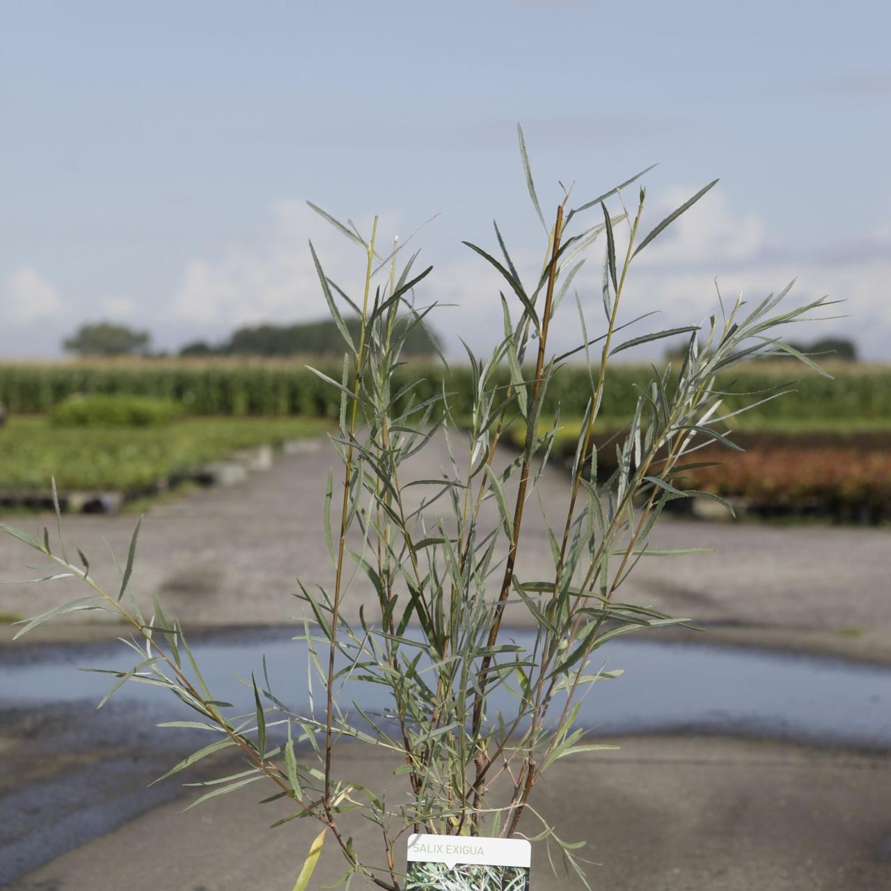 Salix exigua plant