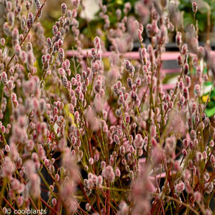 Salix gracilistyla 'Mount Aso' plant