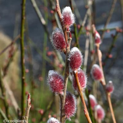 salix-gracilistyla-mount-aso