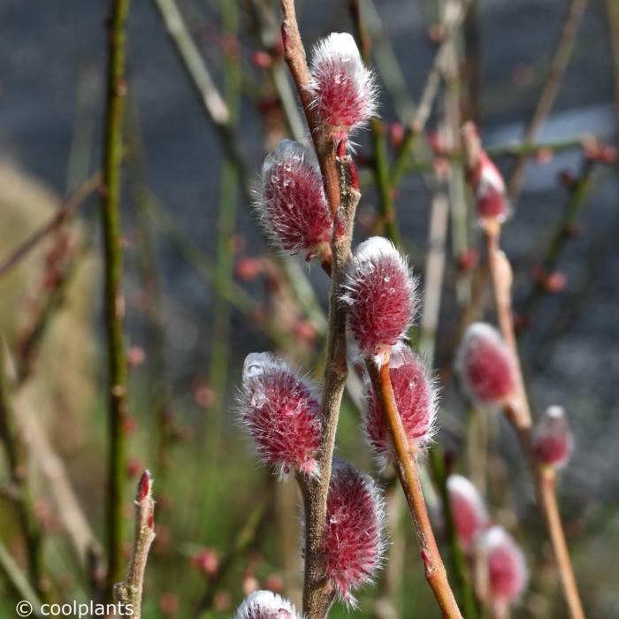 Salix gracilistyla 'Mount Aso' plant