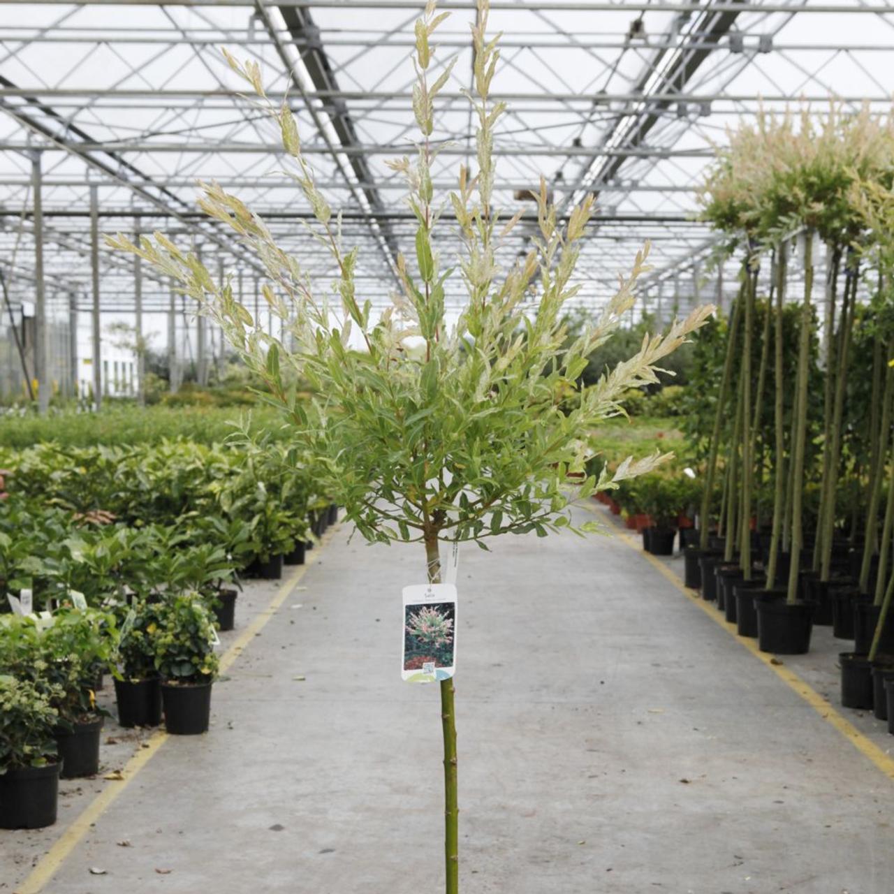 Salix integra 'Hakuro nishiki'   Kaufen Sie Pflanzen bei Coolplants