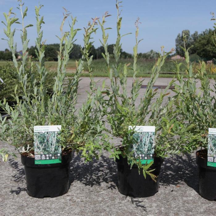 Salix integra 'Hakuro-nishiki' plant