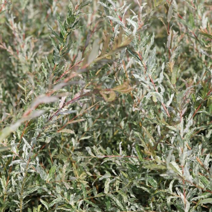 Salix integra 'Hakuro-nishiki' plant