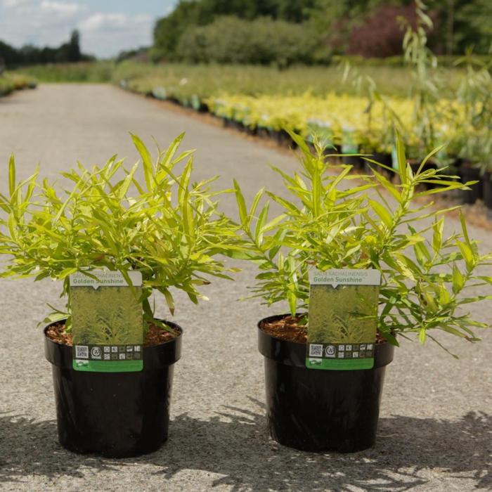 Salix sachalinensis 'Golden Sunshine' plant